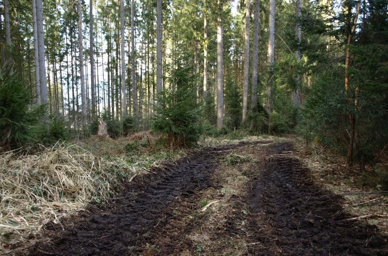 Fichtenwald Reifenspuren