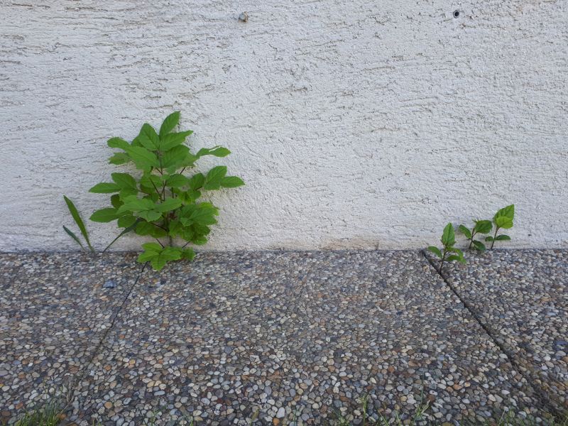 Renaturierung