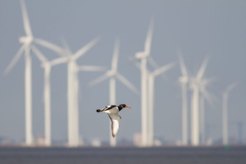 SINTEF Windrad Vogelschutz