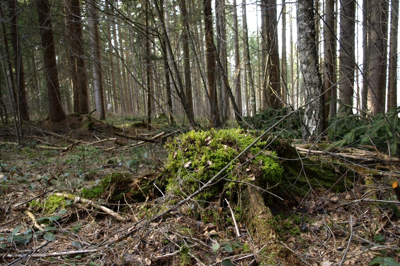 Wald Steiermark1