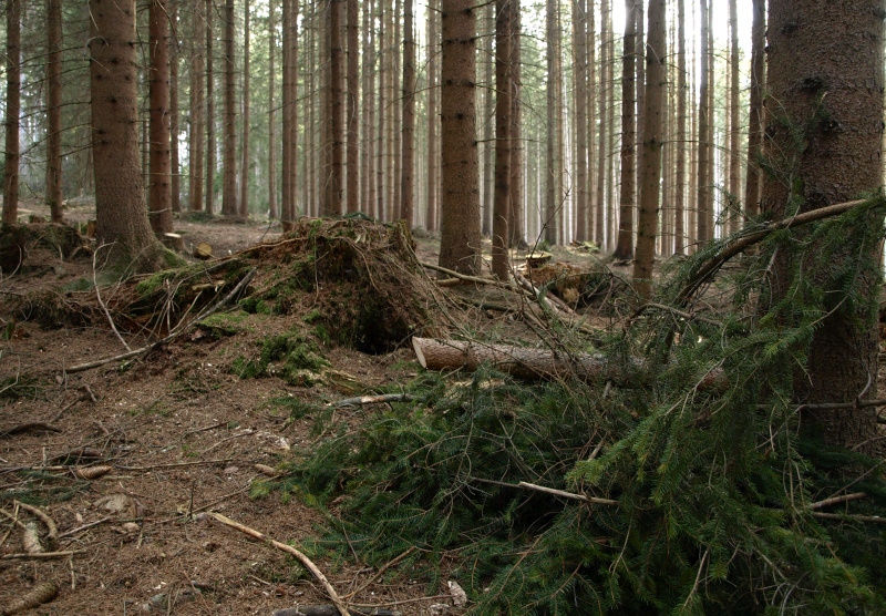 Wald Steiermark2